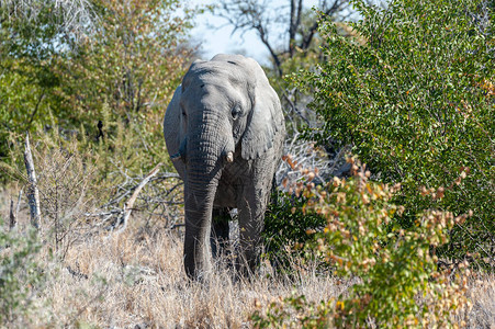 非洲大象LoxodontaAfricaa在纳米比亚Etosha公园图片