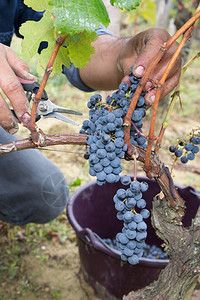 在农村从葡萄园收获季节采摘有机葡萄时背景图片