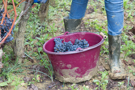 葡萄收获时在葡萄园中采图片