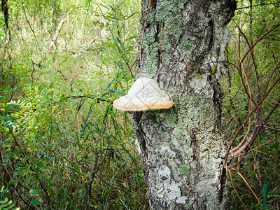 西伯利亚西伯利亚野生森林白桦树中的Chaga蘑菇或斜方菌医学与自图片