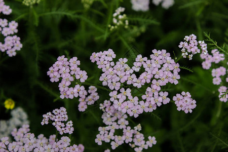 黑色背景的花原背景白雅图片