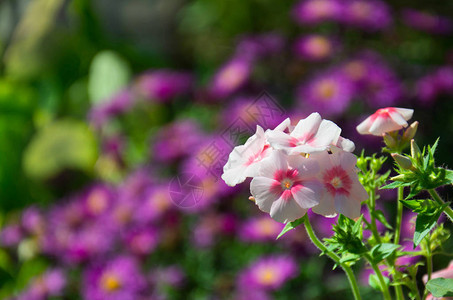 紫罗花背景上美丽的粉红图片