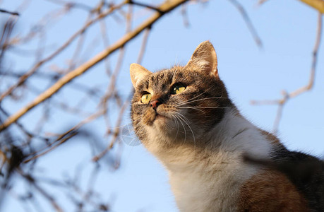 狩猎时驯养的猫脸feliscatusdomesticus专注而精力充沛的脸有色头的猫试图抓一只鸟作为零食她走得很安静小猫图片