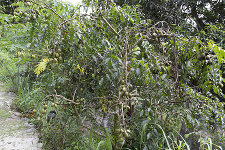 塞舌尔的热带果树图片