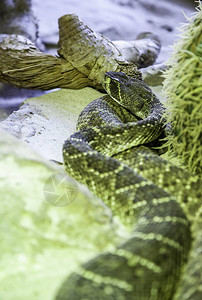 野生响尾蛇有毒动物的细节图片
