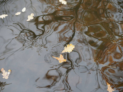 落叶漂浮在水面上图片