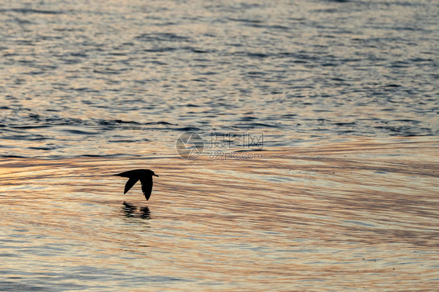 海鸥在日落时在海面飞翔图片