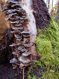 火种蘑菇树上的蘑菇生长在腐烂的树干上的美丽的棕色大蘑图片