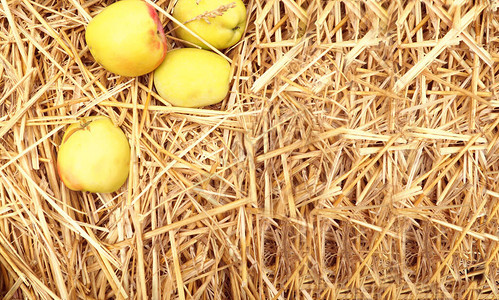 黄苹果在稻草上是网站的标语图片