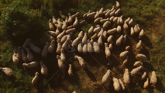 人和羊群动物在草地上行走牧羊人领牛群图片