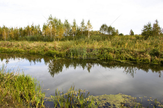 芦苇香蒲莎草原始河流白俄罗斯波兰人风秋天明亮的秋天色彩流动的水河图片