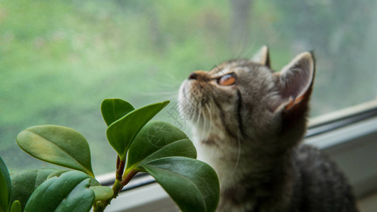 可流食的苏格兰折叠猫和靠背景