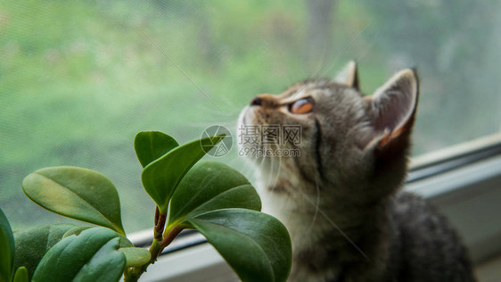 可流食的苏格兰折叠猫和靠图片