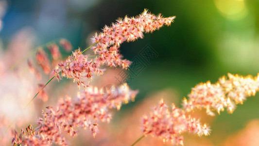 美丽的自然景观在日落时在草甸的阳光下鲜艳的热带草的田野红花图片