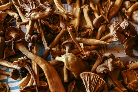 瑞典斯德哥尔摩野生采摘的歌颂花蘑菇图片