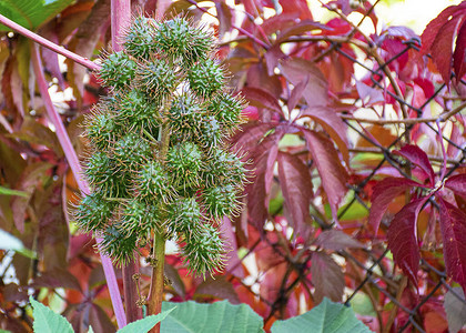 装饰花园植物蓖麻油厂蓖麻油植物种子药用图片