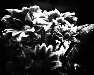 菊花科这张黑白相机暗箱照片由于相机特而不清晰用专业图片