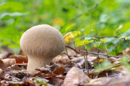 CalvatiaExcipuliforfis蘑菇在图片