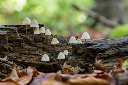 在绿色苔藓的树桩上的森林地面上的蘑菇群图片