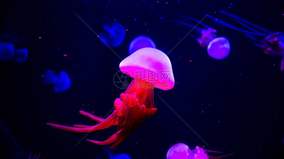含蓝暗水的族馆中的Jellyfish与红线突出显图片