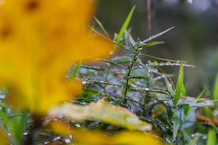 雨滴的宏观照片清秋下水滴在草地上请图片