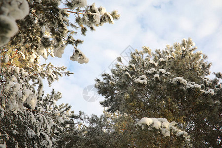 冬季公园雪天下的风图片