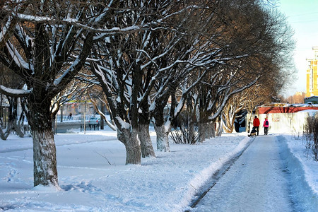 城市街道树木太阳冬天图片