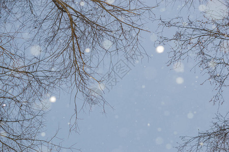 雪树和雪从天上降下图片