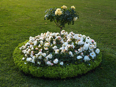 绿色草坪上开满鲜花的圆形花坛图片素材