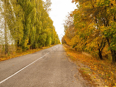 路边有秋天的树木地平线交通图片