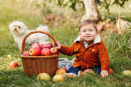 农场里快乐有趣的小男孩在果园里摘苹果穿着红棕色夹克柳条篮和白狗宠物的可爱的孩子孩子收集秋天的收获图片