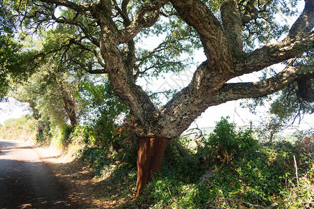 采收后去皮的栎树皮软木橡或地中海撒丁岛的栎树皮TEMPOPA图片