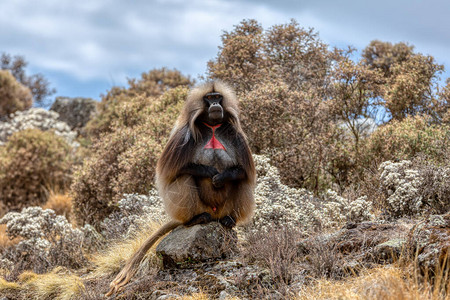 TeropithecusgeladaSimien山非洲埃塞俄比亚野生动物组图片