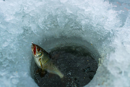 冬季运动冬季钓鱼在图片