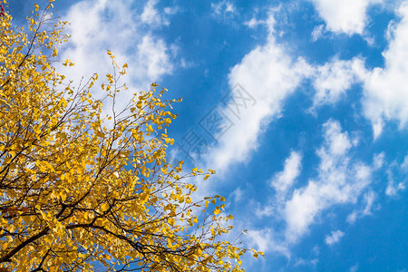 蓝天白云树黄叶秋天的背景背景与文图片