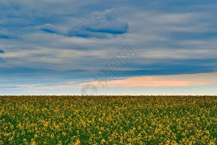 一片大田的地平线上的农业景观图片