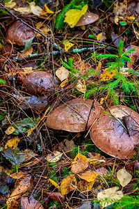 森林里的冷冻蘑菇蘑菇季结束食用菌初霜蘑菇和霜冷图片