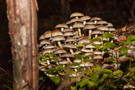 蘑菇群森林树桩上的子实体图片