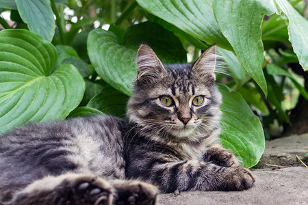 夏天在草地上的绿眼睛户外灰猫图片