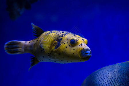 食用家禽渡鸟或金花生海黄咸盐鱼水族馆自然野生命图片