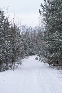 在白雪皑的森林中美丽的冬季景观美丽的圣诞树在雪堆和雪花新图片