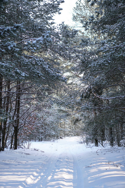 在白雪皑的森林中美丽的冬季景观美丽的圣诞树在雪堆和雪花和圣诞图片