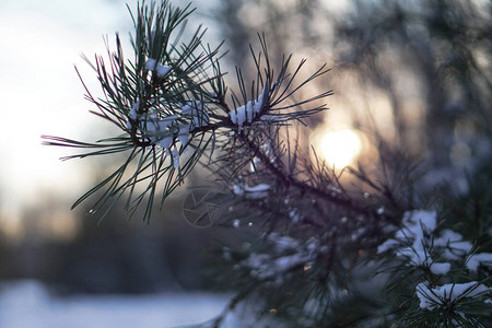 美丽的冬天背景与松树在白雪皑的森林美丽的圣诞树在雪堆和雪花新的一图片