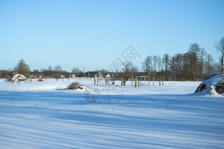 以树木和森林为背景的美丽冬季景观圣诞节和新年的心情降雪和图片