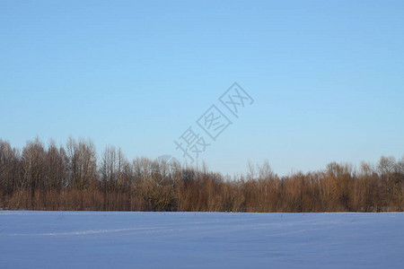 以树木和森林为背景的美丽冬季景观圣诞节和的心情降雪和图片