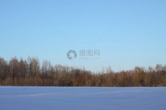 以树木和森林为背景的美丽冬季景观圣诞节和的心情降雪和图片