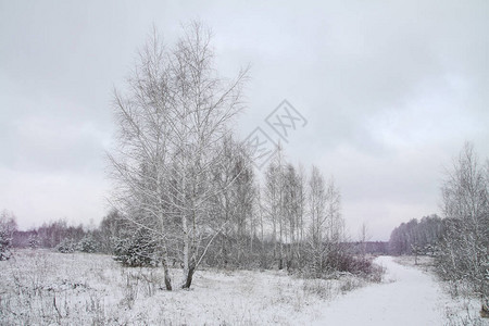 以树木和森林为背景的美丽冬季景观圣诞节和的心情降雪和图片