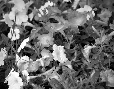 夜晚的花园黑与白暗色调背景图片