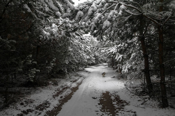 在白雪皑的森林中美丽的冬季景观美丽的圣诞树在雪堆和雪花新图片