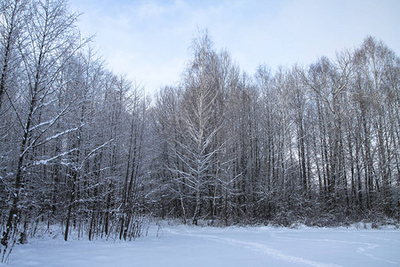 以树木和森林为背景的美丽冬季景观圣诞节和新年的心情降雪和图片